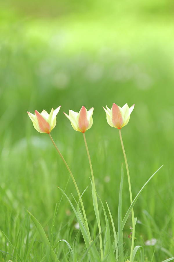 Triple Tulips Photograph by Lens Art Photography By Larry Trager