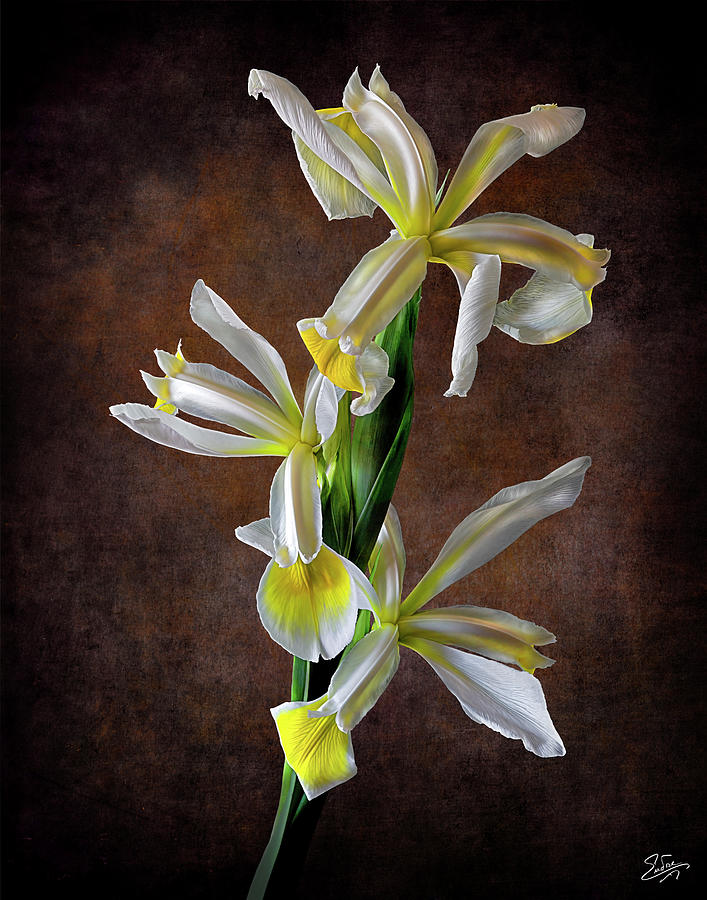 Triple White Irises Photograph by Endre Balogh