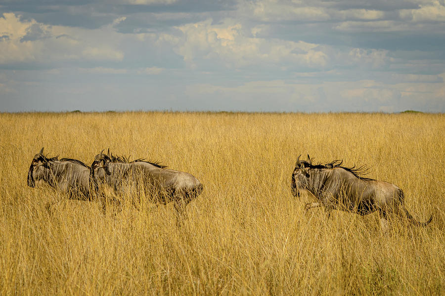 Triple Wildebeest Migration Photograph by Adrian O Brien