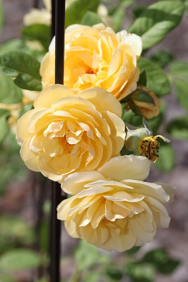 Triple Yellow Roses 2 Photograph by Mingming Jiang