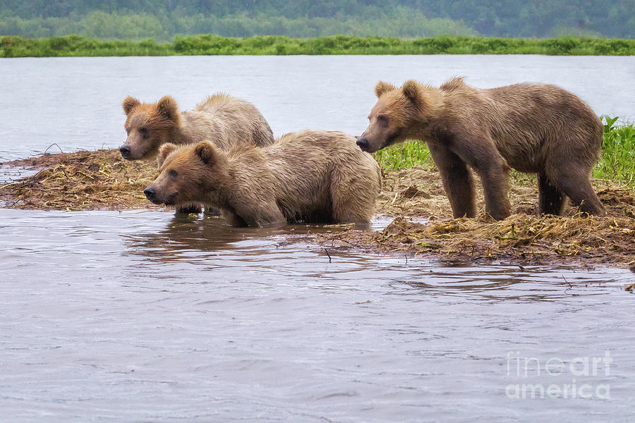 Triplet brown bear cubs Photograph by Roxie Crouch