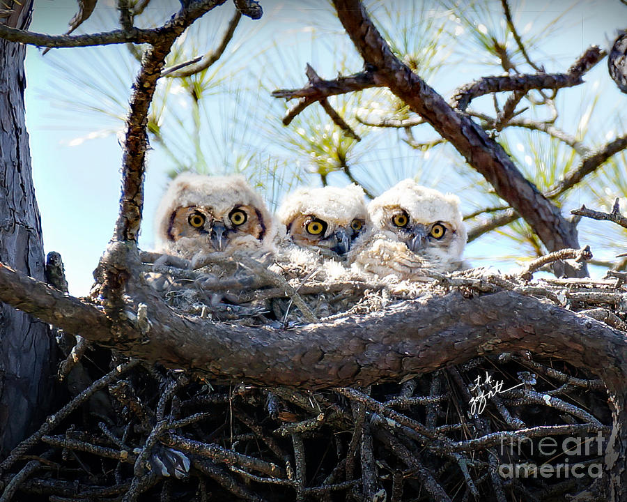  Triplet Great Horned Baby Owlets Photograph by TK Goforth
