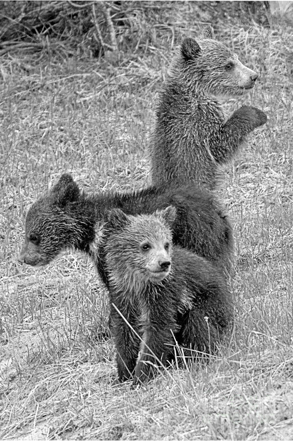 Triplet Grizzly Cubs Of The Year Black And White Photograph by Adam Jewell