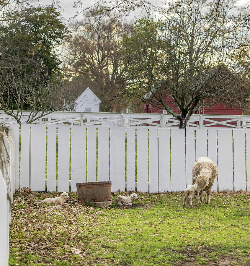 Triplet Longwool Lambs Photograph by Rachel Morrison