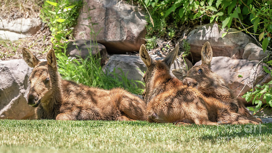 Triplet Moose Calves Photograph by Meg Leaf