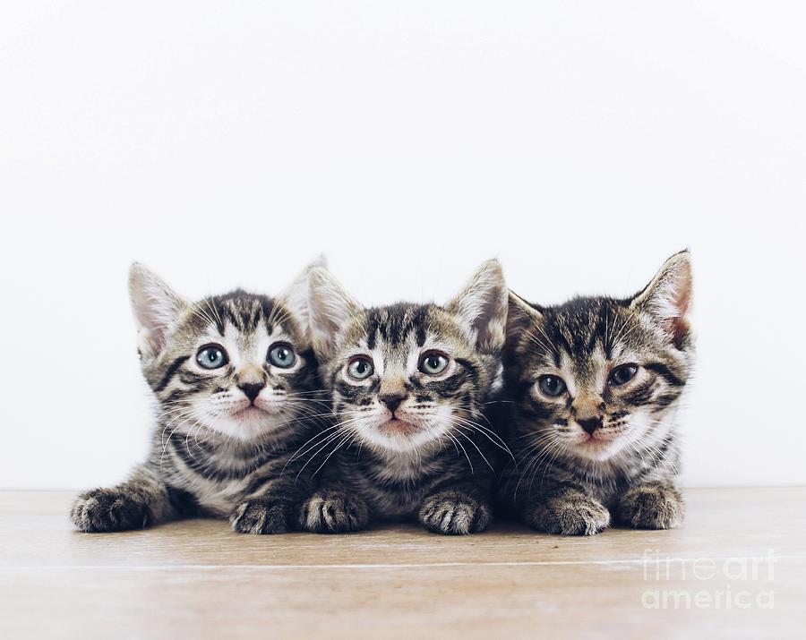 Triplets Photograph by Michael Graham