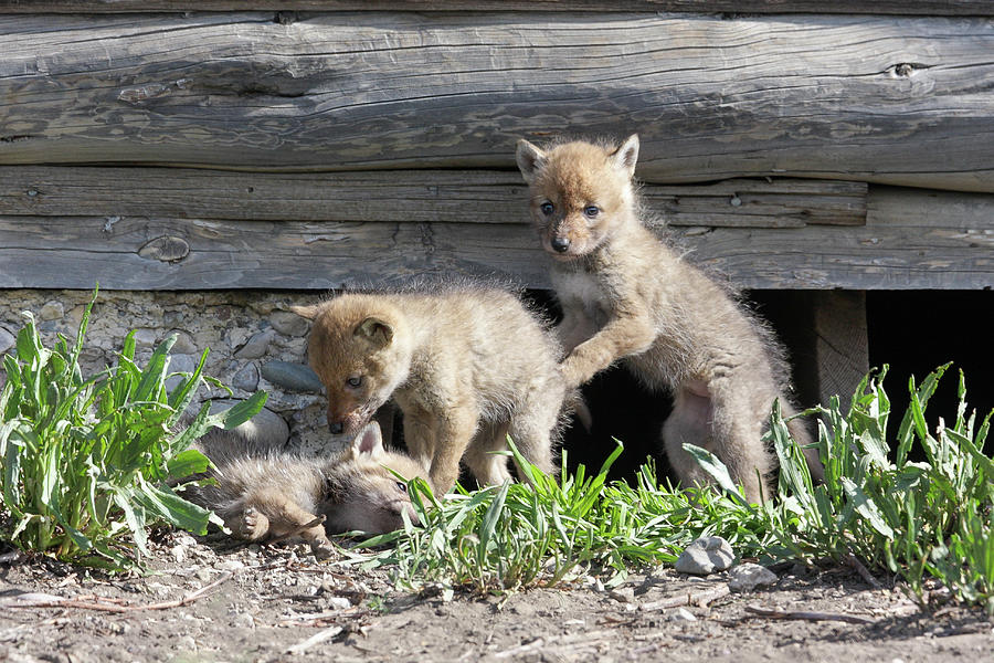 Tripletts Photograph by Ronnie And Frances Howard