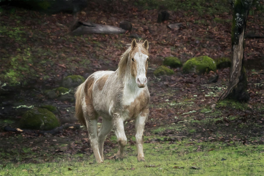 Tripper Coming to Greet Me Photograph by Belinda Greb