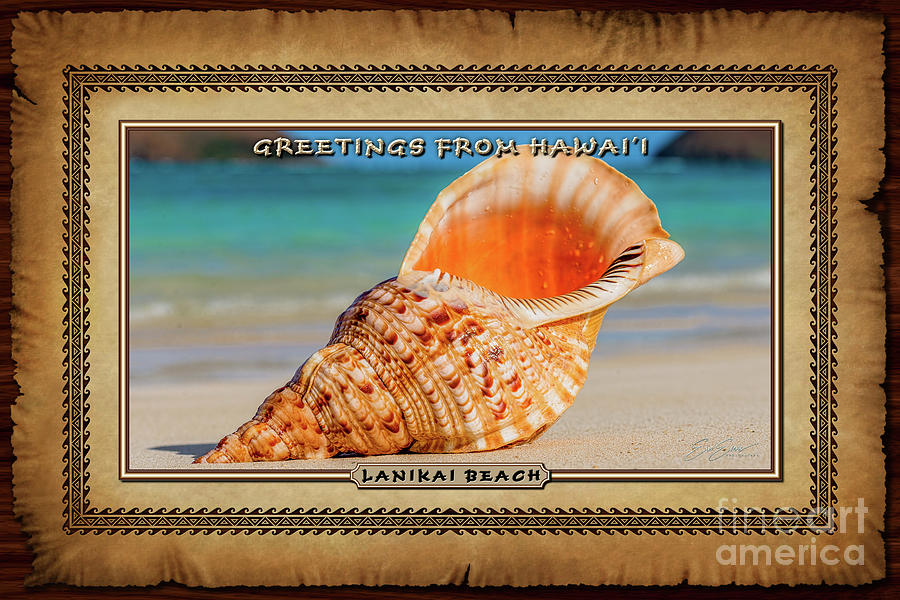 Tritan Trumpet on Lanikai Beach Hawaiian Style Postcard Photograph by Aloha Art