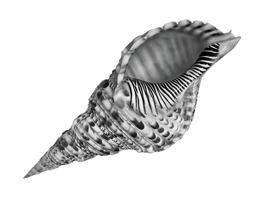 Triton Shell in Black and White Photograph by Gill Billington