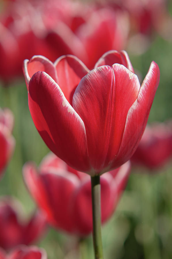Triumph Tulipa Charmeur 1 Photograph by Jenny Rainbow