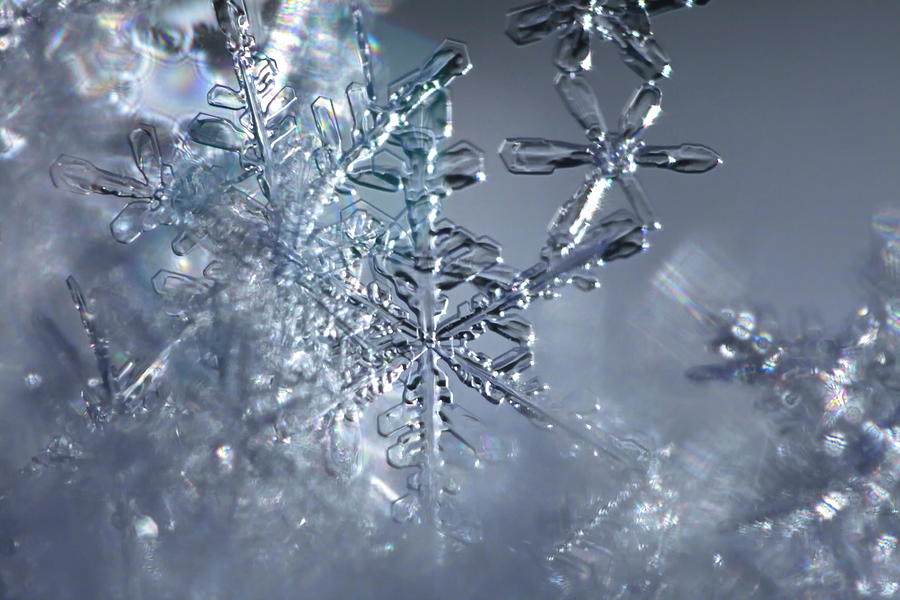 Trnsparent beauty - tiny snowflake stars Photograph by Ulrich Kunst And Bettina Scheidulin