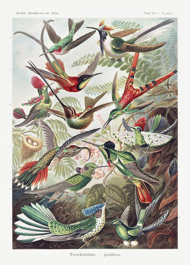 Trochilidae-Kolibris from Kunstformen der Natur 1904 by Ernst Haeckel ...