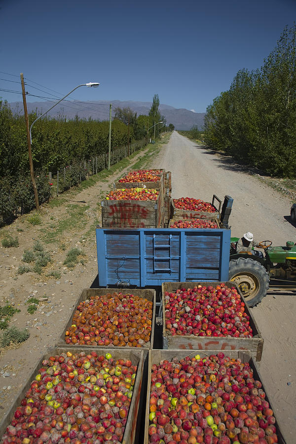 Trolleys full of apple in field Photograph by Picturegarden