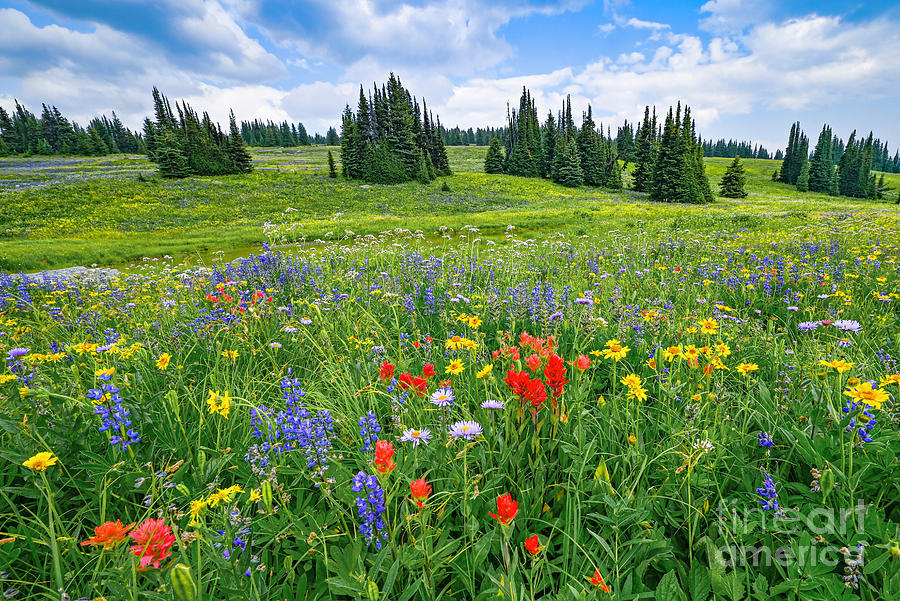 Trophy Meadows wildflowers Photograph by Michael Wheatley - Fine Art ...