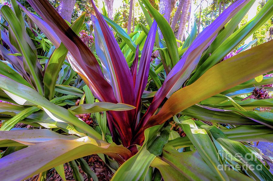 Leaves Photograph - Tropic Leaves and Leaves by D Davila