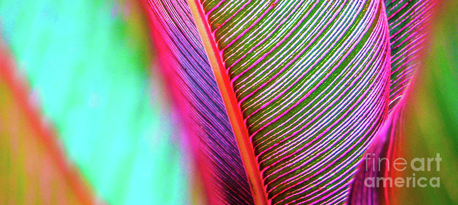 Leaves Photograph - Tropic Leaves In Color by D Davila