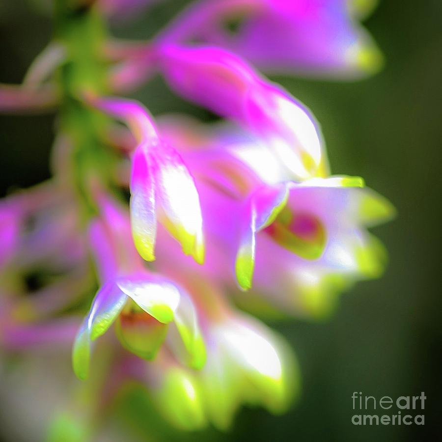 Orchid Photograph - Tropic Orchid Garden by D Davila