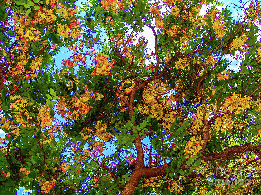 Tree Photograph - Tropic Trees - Queen Kapiolani Park by D Davila