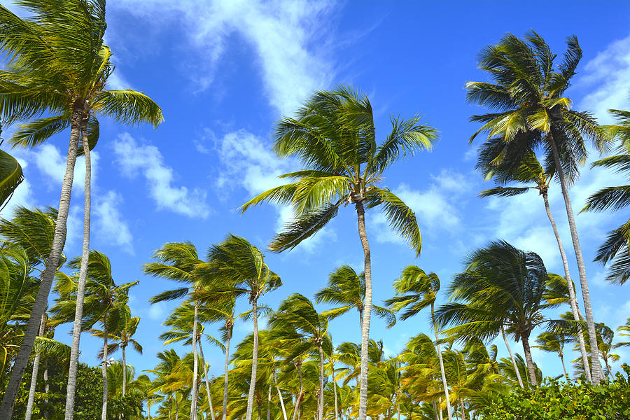 Tropical background Photograph by Yanta