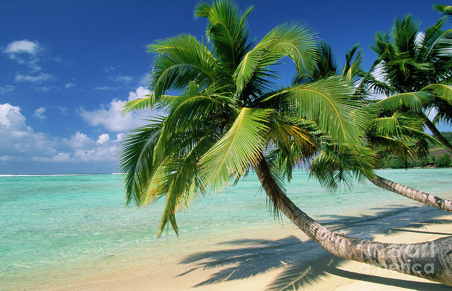 Tropical Beach and palm trees Photograph by Ardea Picture Library ...