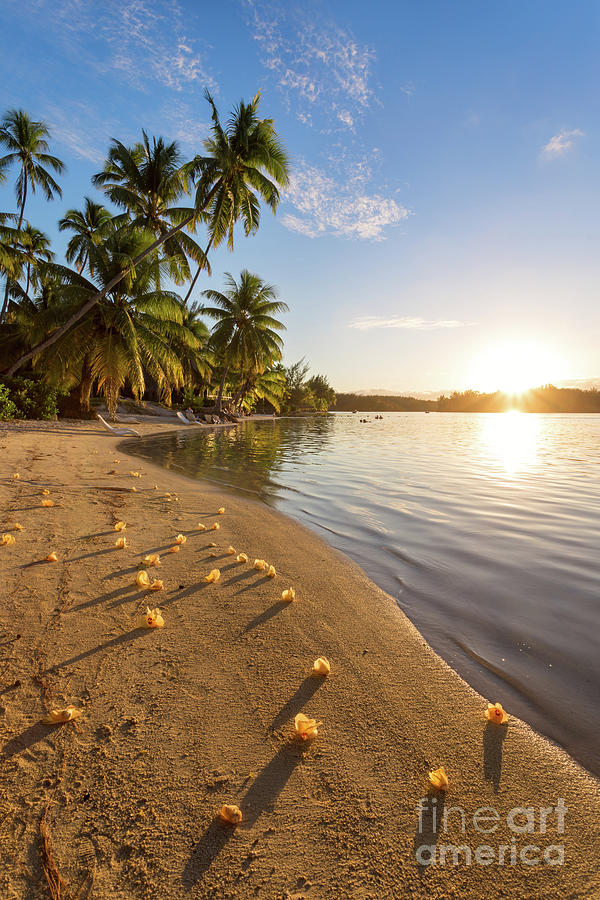 Tropical beach at sunset, Polynesia Photograph by Matteo Colombo