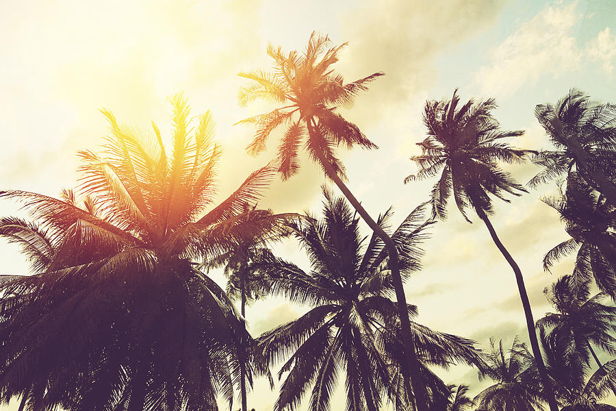Tropical Beach Background With Palm Trees Silhouette At Sunset. Vintage Effect. Photograph