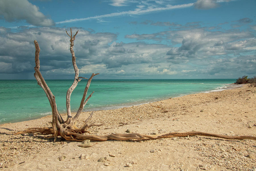 Tropical Beach Driftwood Photograph by Kristia Adams