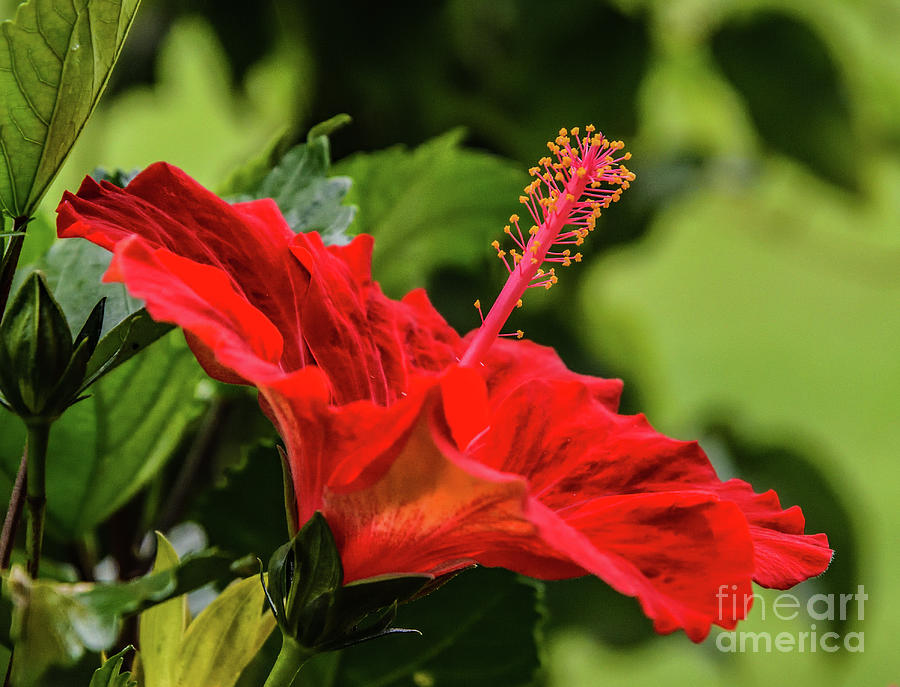 Tropical Beauty - Hibiscus Photograph
