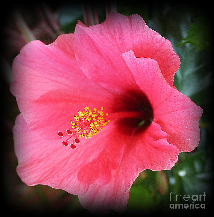 Tropical Beauty - Pink Hibiscus Photograph by Dora Sofia Caputo