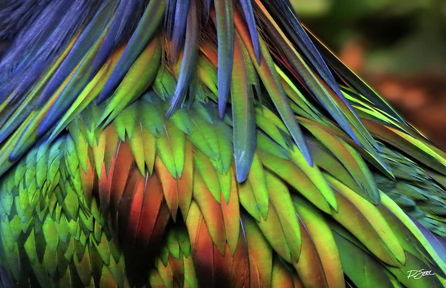 Tropical Bird Detail Photograph by Rod Seel