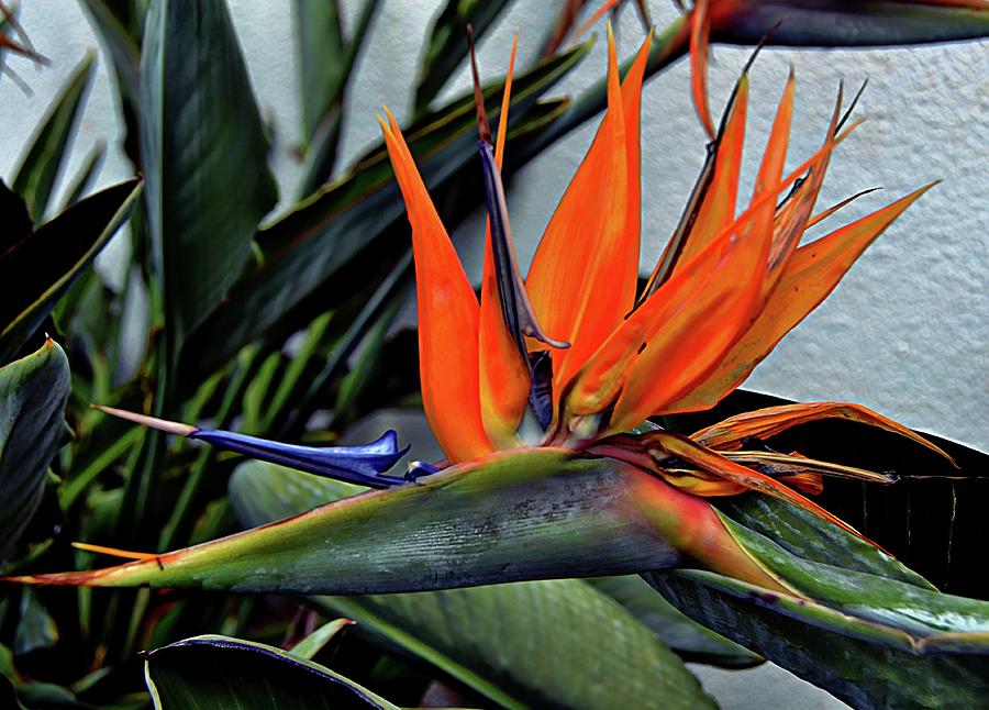 Flower Photograph - Tropical Bird Of Paradise by Toni Abdnour