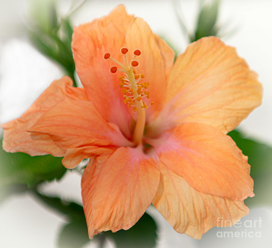 Spring Photograph - Tropical Bloom - Hibiscus by Dale Powell