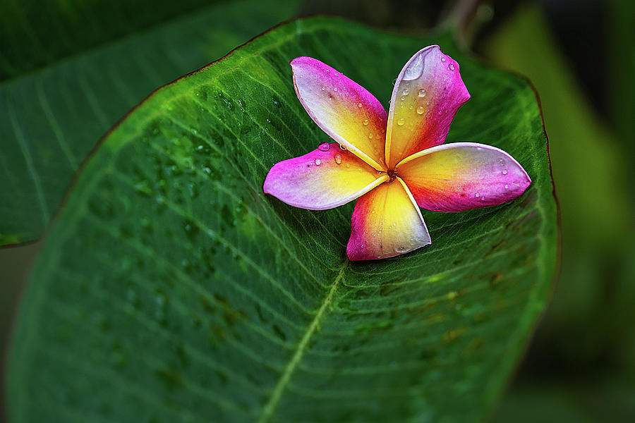 Tropical Blossom and Leaf Photograph by Stuart Litoff