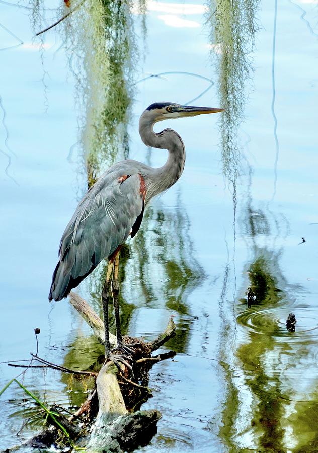 Tropical Blue Heron Photograph by Laurie Snow Hein | Fine Art America