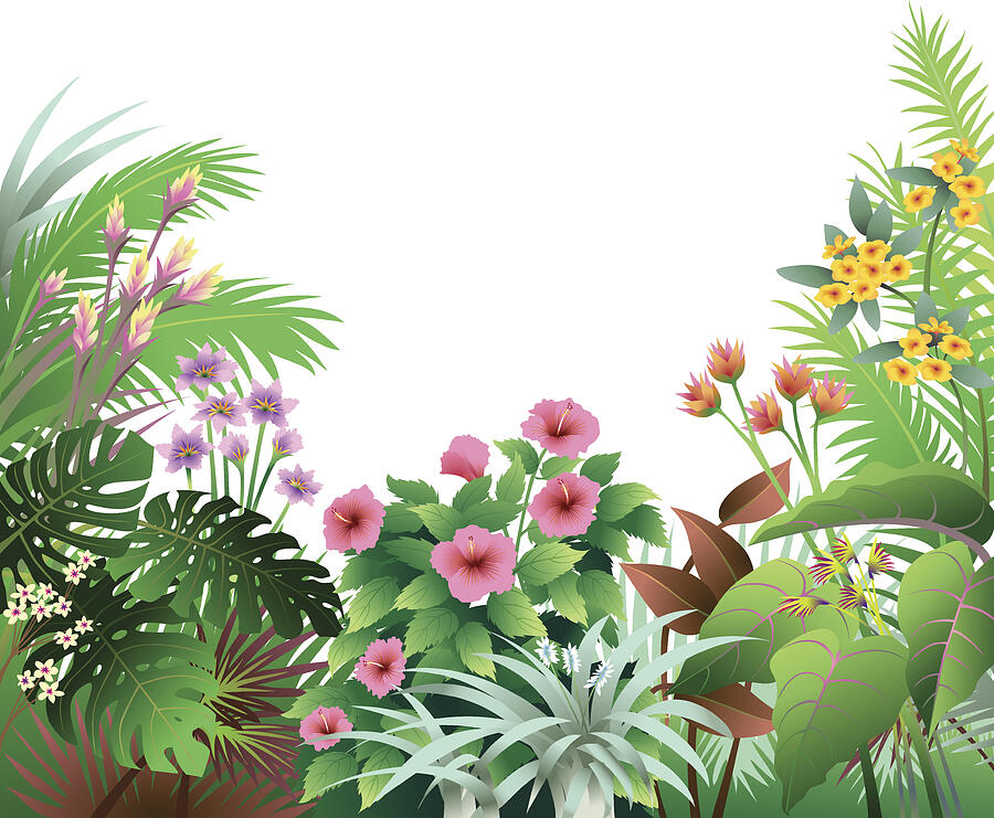 Tropical Border with Pink and Orange Drawing by Skeeg