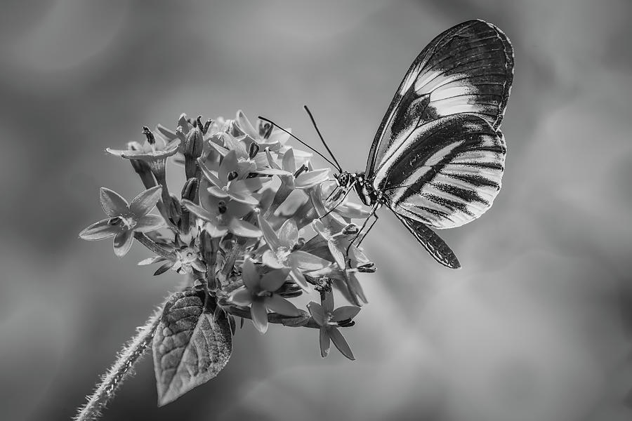 Tropical Butterfly and Flower BW Photograph by Susan Candelario