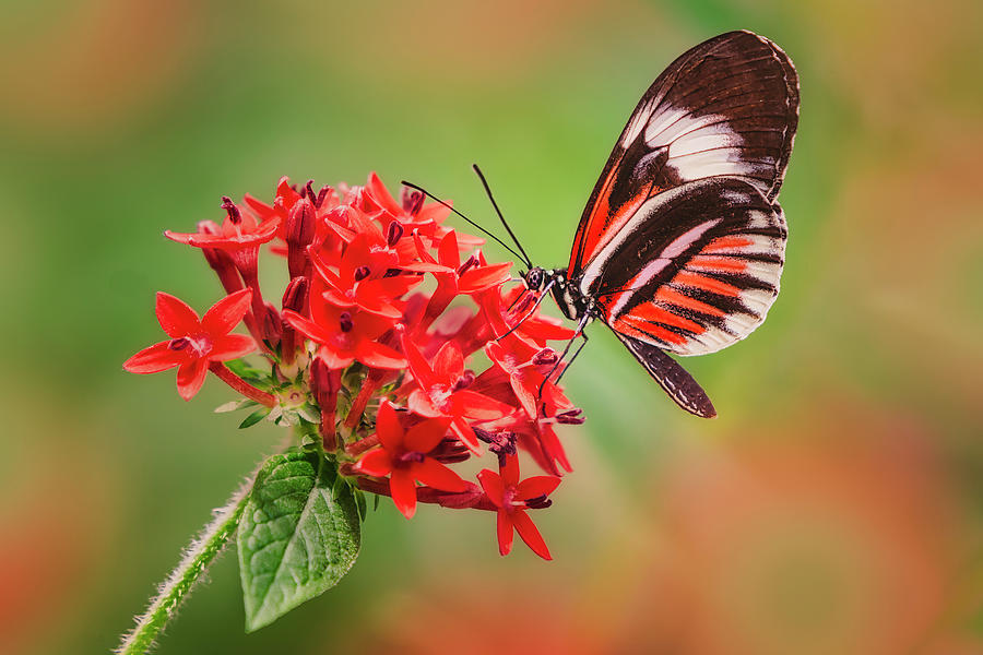 Tropical Butterfly and Flower Photograph by Susan Candelario