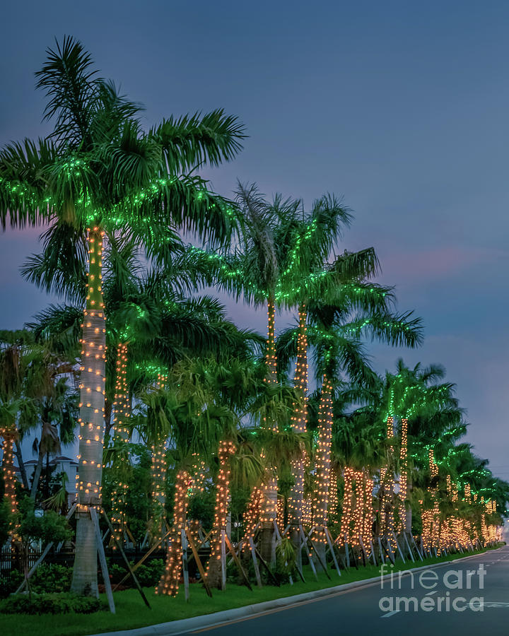Tropical Christmas in Venice, Florida 2 Photograph by Liesl Walsh