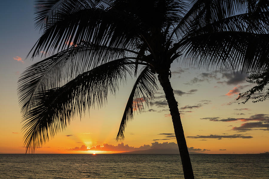 Tropical Coconut Tree Sunset Photograph