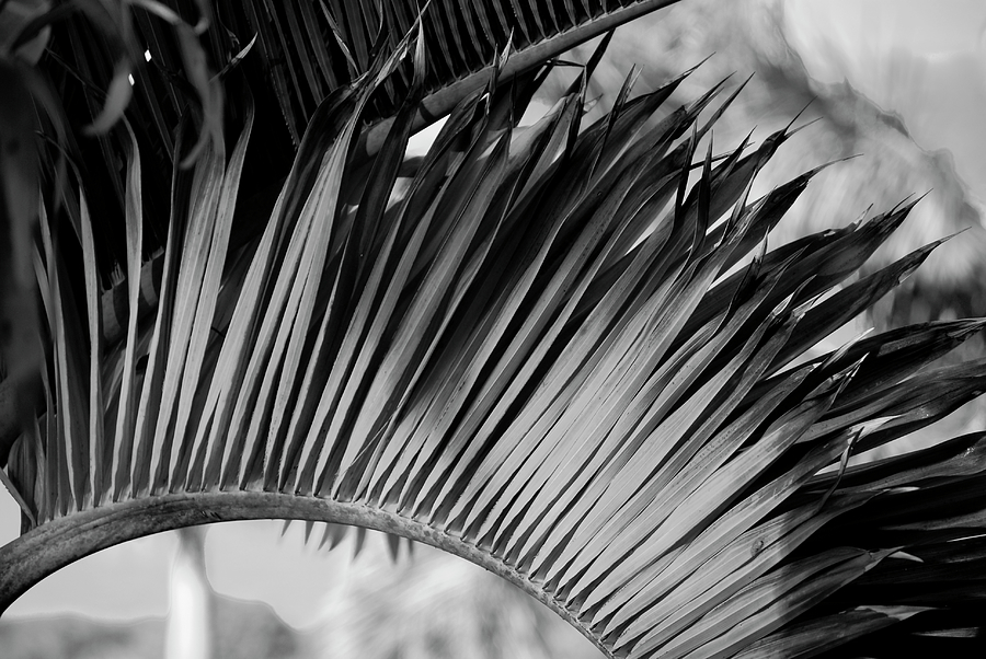 Tropical Curves BW Photograph by Christi Kraft