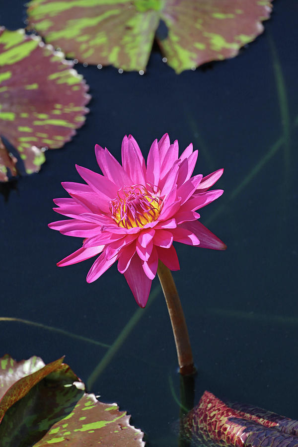Tropical Day Blooming Water Lily 2 Photograph by Allen Beatty