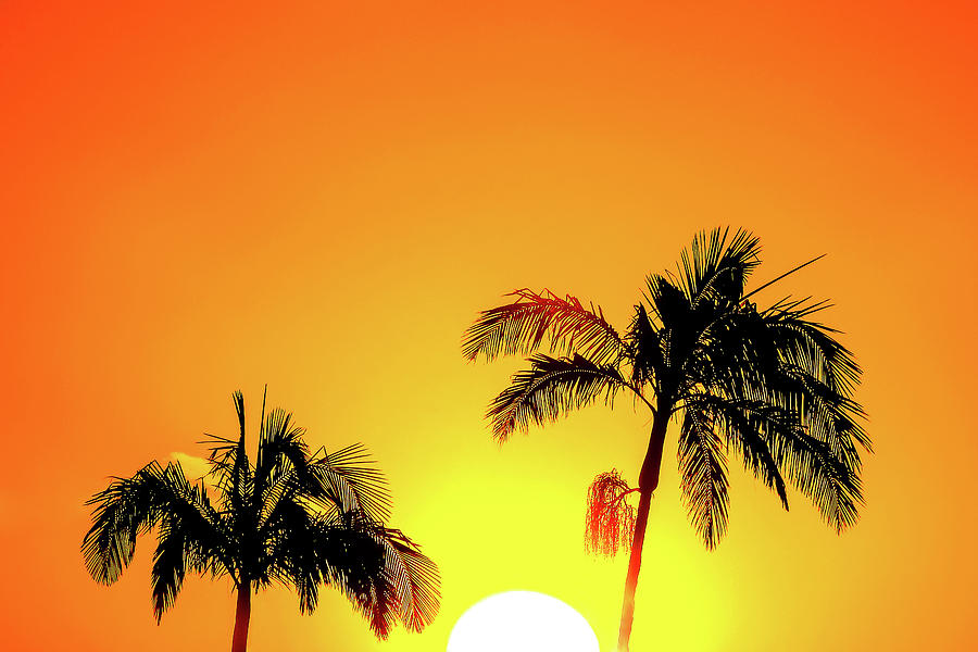Sunset Photograph - Tropical Delight by Az Jackson
