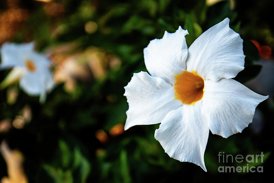 Tropical Dipladenia Flower Macro with Green Bokeh Background Photograph by Brigitte Blanchette Thompson Tropical Dipladenia Flower Macro with Green Bokeh Background Photograph by Brigitte Blanchette Thompson