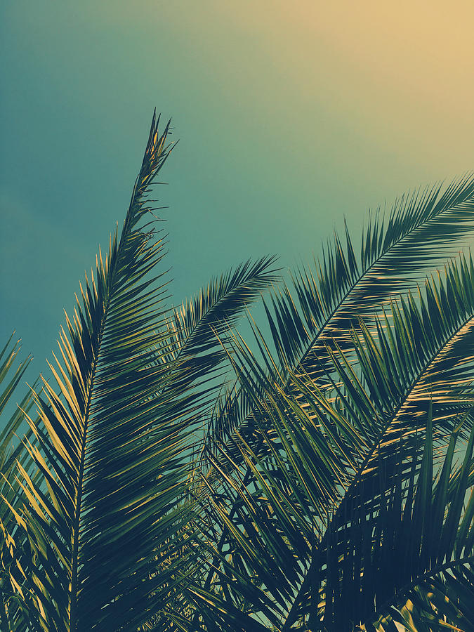 Tropical Dream III by Anne Leven Tropical Dream III by Anne Leven
