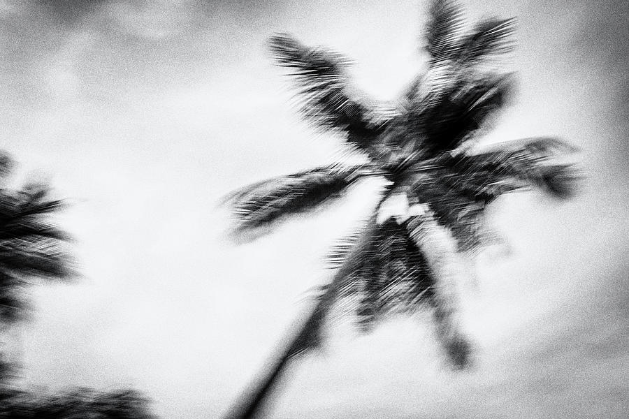 Tropical Dreaming 2 - Black And White Photograph