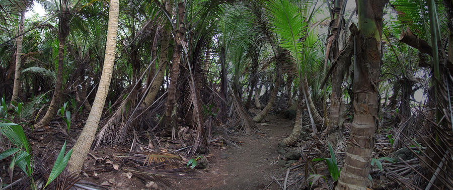 Tropical equator woods Photograph by Rui Almeida Fotografia