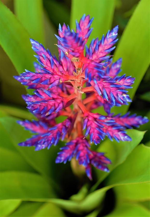 Tropical Exotica Photograph by Alexian Gardner | Fine Art America