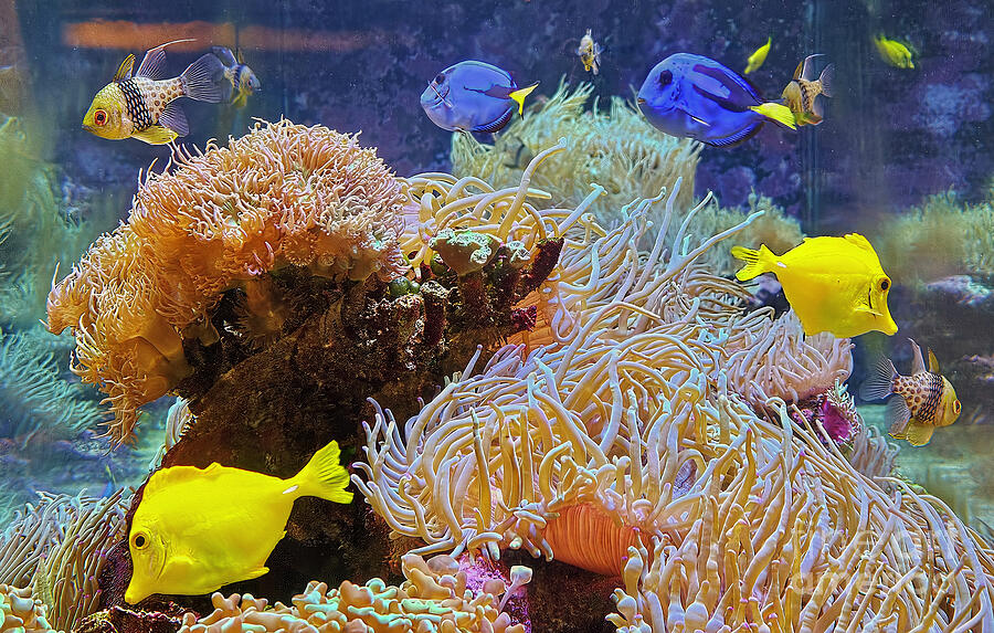 Tropical fish Aquarium by Kaye Menner Photograph by Kaye Menner
