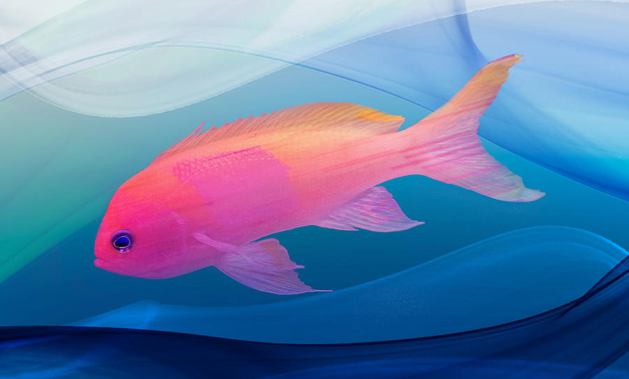 Tropical Fish Digital Art by La Moon Art